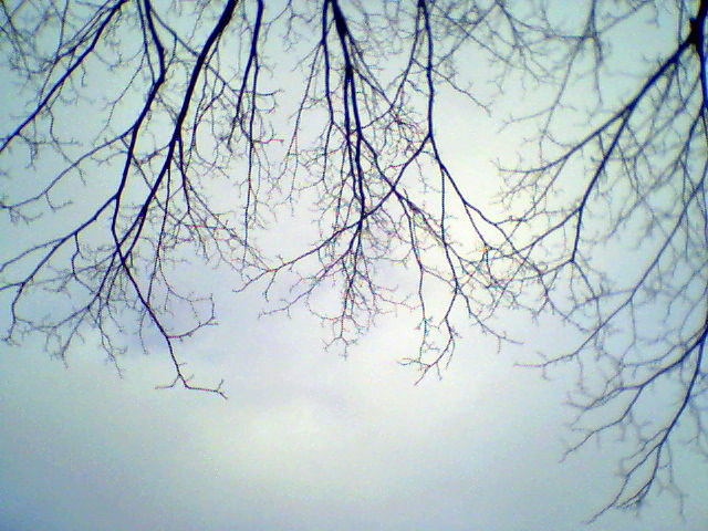 bare-branches_127609192_o